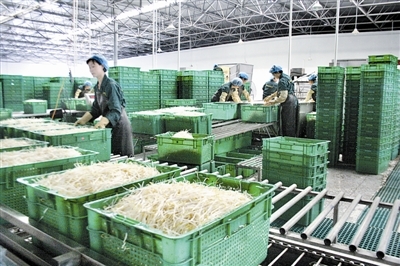 小豆芽做出“大文章” 從傳統(tǒng)農(nóng)產(chǎn)品到現(xiàn)代產(chǎn)業(yè)鏈的崛起